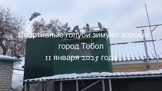 Спортивные голуби зимуют хорошо город Тобол 11 января 2025 года