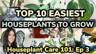 Houseplant Care 101: Top 10 Easiest Houseplants To Grow - Easy Care Houseplants - Episode 3