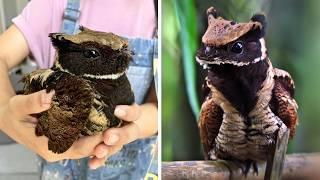 Great-Eared Nightjar  A Real-Life Dragon Bird!