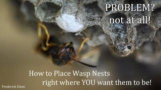 Moving a paper wasp nest to a new location, can it be done? Yes it can, and here's how.