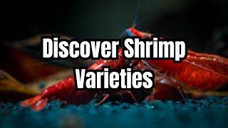 The Top 15 Aquarium Shrimp Types 