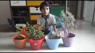 Safety Pakhwada | DG International School