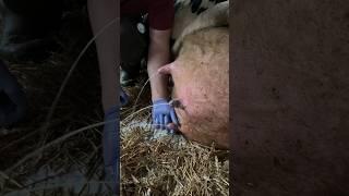 Milking cows #veterinary #milking #animals #farm #cow