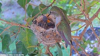  Feeding in the wind. Olive feeds her Hummingbird chicks in the afternoon breeze. #nest #birds