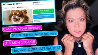 Я В ШОКЕ ОТ ПЕРЕПИСКИ С НЕЗНАКОМЦЕМ! ПРОДАЁТ МОИХ СОБАК