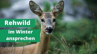 Rehwild im Winter ansprechen