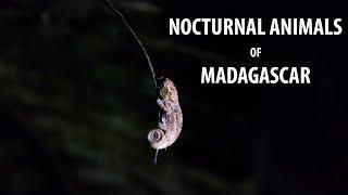 Nocturnal Animals of Madagascar- A Night Walk