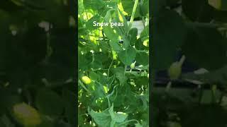 2024 garden peas #shedwars #gardening #garden #homesteaddreams