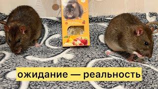 Ожидание — реальность. #rat #крысы #animal #животные