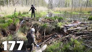 Manual Removal Of A Monstrous Beaver Dam No.177 - Thank You For 40,000 Subscribers