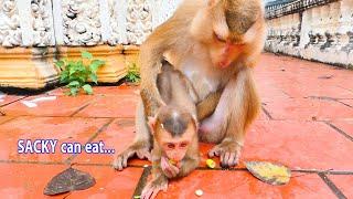 So good...Mom monkey SAHSA gives her baby monkey SACKY eat food that different mom SARIKA.