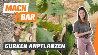 Gurken anbauen – Tipps zu Aussaat, Pflege & Ernte  | OBI