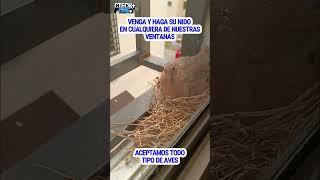 NIDOS EN MIS VENTANAS #shorts #birds #nature #ctechymas