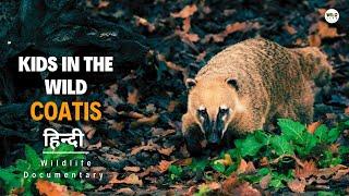 Kids in the Wild, Coatis - हिन्दी डॉक्यूमेंट्री | Wildlife documentary in Hindi