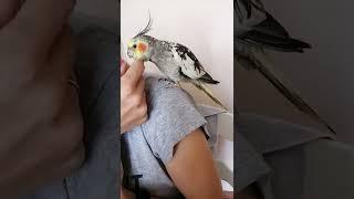 I like it ️ #mylove #parrot #папуга #pet #корелла