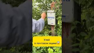 Черные осы Как достать письма? #shortsvideo  #шок #осы #улей #рой #пчелы #спасение #нападение