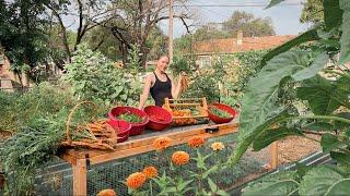 Huge Harvest & Preservation Day! Canning, Freeze Drying, & Dehydrating Food From My Backyard!