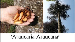 How to grow the Monkey Puzzle Tree from seed - Araucaria araucana