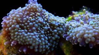 Fauna Marin Zoanthid and Ricordea pellet food