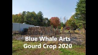 Blue Whale Arts Gourd Crop 2020