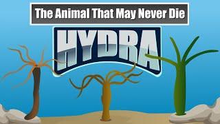 Hydra and its Secret of Immortality | The Wonderful World of Invertebrates