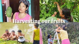 Harvesting fruits from our village garden | Changku song beraina phaijak