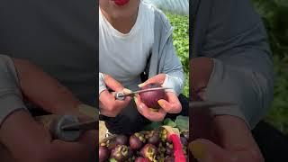 Beautiful Nature - Inspur Fresh Fruit wonderful video of Industry #7806