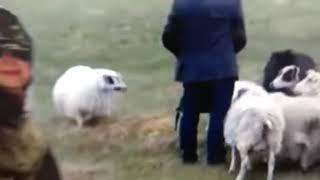 Nimbus films one man and his dog