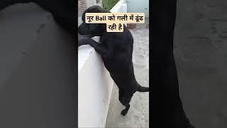 Noor Ball ko gali mein dhundh rahi hai #labrador #dog #doglover #puppy