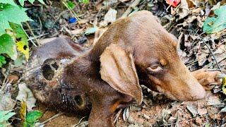 Puppy rescue , dog rescue videos Maggots&Wounds ,help me 