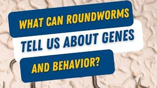Worms are invaluable to understanding the #brain and #genetics. #neuroscience   #academicresearch