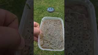 Frog Spawn Diary entry 1 - Shorts