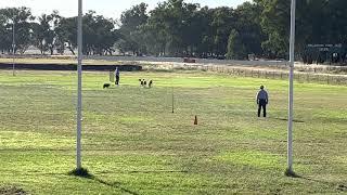 2022 - Australian Allround Stockdog - 3 sheep final - Jake Nowlan - Amos Zone - 95