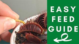 The Ultimate Venus Flytrap Feeding Guide: Simple Steps to Feed Your Venus Flytrap