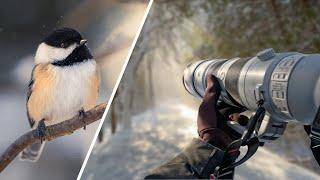 POV Bird Photography in a Winter Wonderland