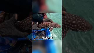 They actually built villas for fish on the seabed !#fishingtips #facts #heartwarmingpets