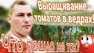 Выращивание томатов в ведрах / Что пошло не так?