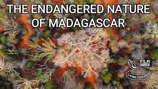 Endangered nature of Madagascar, full documentary, lemurs, chameleons, snakes, endemic fauna