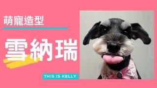 雪納瑞的萌寵造型｜凱莉老師 Groomer Kelly｜寵物美容教學｜Schnauzer Pet Ｇrooming