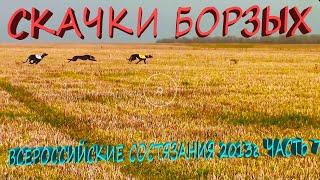 СКАЧКИ БОРЗЫХ.  ВСЕРОССИЙСКИЕ СОСТЯЗАНИЯ 2013г.  часть7.