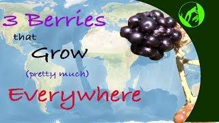 3 Wild Berries that Grow Pretty Much Everywhere