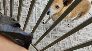 Feeding a cute little street dog  | Candyfloss