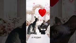 Мохнатый сфинкс #кошачьяжизнь #свадьба #котята #браш #сфинксбраш #канадскийсфинкс #мур #мяу #кусь