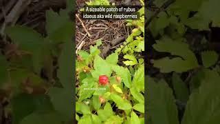 Wild Raspberries in Colorado! Rubus Idaeus- edible and medicinal