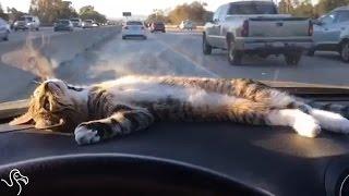 Dashboard Cat Knows What Sunny Days Are For