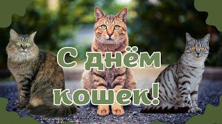 День кошек! Стихи про котиков. Открытка