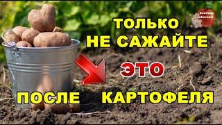 ЧТО САЖАТЬ ПОСЛЕ КАРТОФЕЛЯ.СРАЗУ ПОСЛЕ УБОРКИ ПОСЕЙТЕ ЭТИ СИДЕРАТЫ ДЛЯ ПЛОДОРОДИЯ ПОЧВЫ,ОТ СОРНЯКОВ.