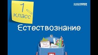 Естествознание. 1 класс. Части растения /25.09.2020/