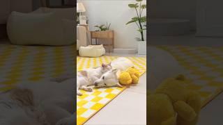 CATS AND DOGS FUNNY CUTE VIDEOS 500