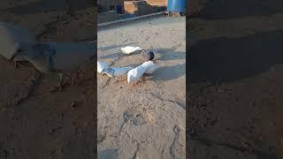 ya Baki sb Kabutar kasy Hain #pigeon #aliwal #viral #shortsvideo